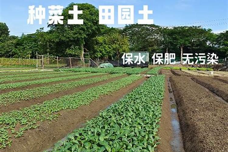 如何将黄土改造成种菜的土,黄泥土如何改良才能种菜