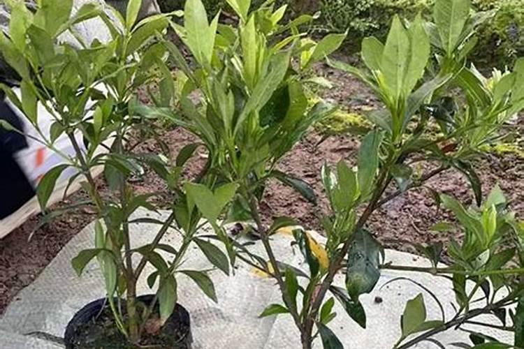 杰拉尔顿腊花盆栽 杰拉尔顿腊花养护