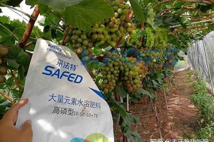 如何辨别水溶肥料的好坏