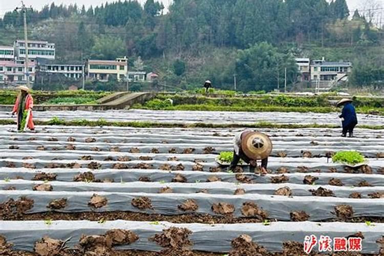 烤烟遭受冰雹灾害如何处理 烤烟遭受冰雹的处理方式