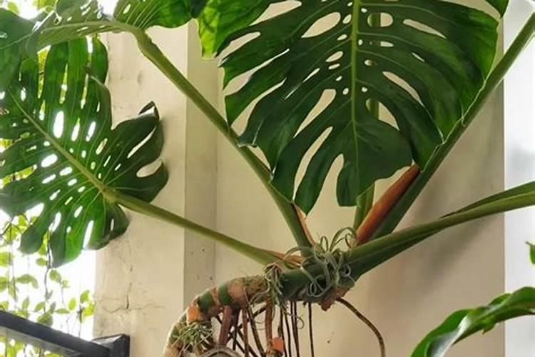 芸苔素、磷酸二氢钾和有机硅能一起用吗