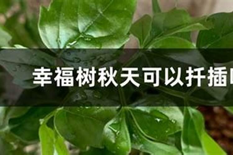 幸福树在几月份施肥,幸福树用什么肥料最好(氮钾复合肥)