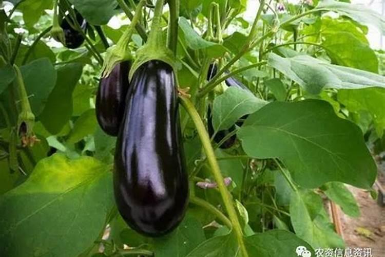 如何种植茄瓜？
