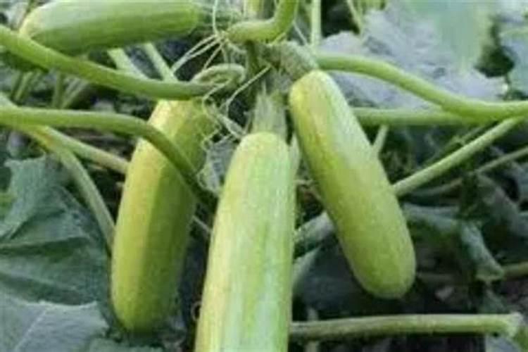 茄瓜种植方法是什么