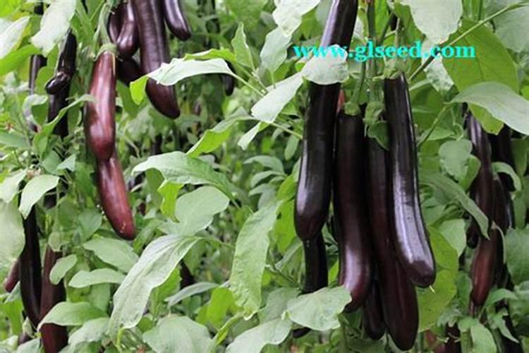 你好老师,种植茄子怎么施肥浇水？