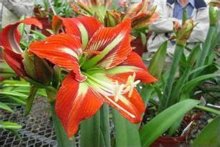 大豆茬种玉米药害怎么处理、异恶草松、胺草醚、灭草松