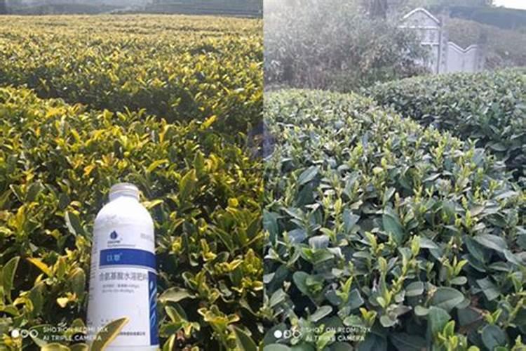 大豆茬种植玉米,玉米产生了药害应该如何防治