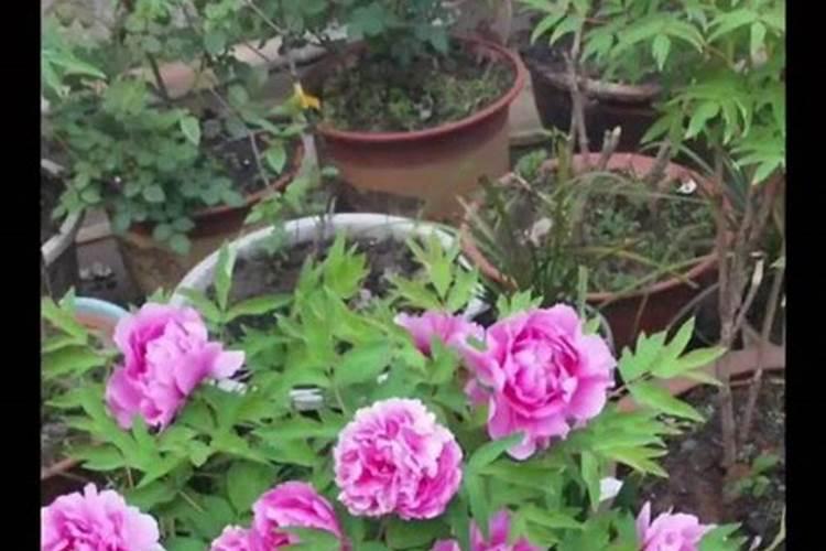 钾肥施完后几天见效？