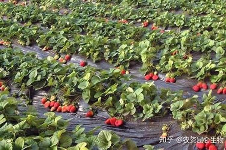 美叶光萼荷怎么施肥