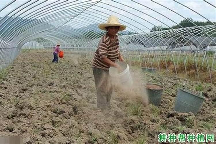 作物肥害不可怕,科学应对是关键!一文告诉你如何避免和应对!