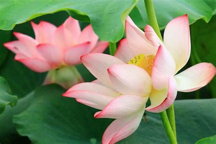 花苗一般什么时候种植