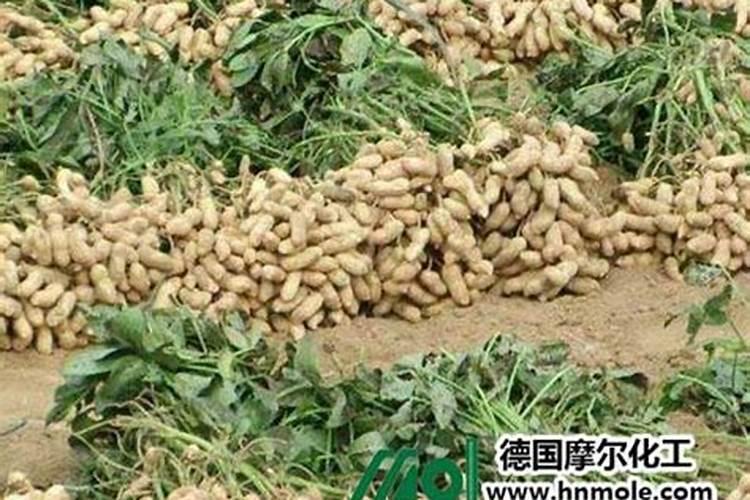 如何种花生才能高产