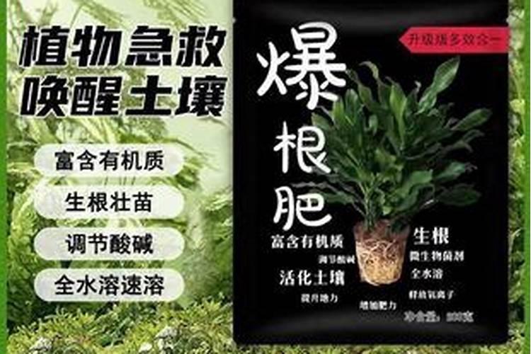 我种了一棵金桔,结了几个果子都自己掉了,为什么