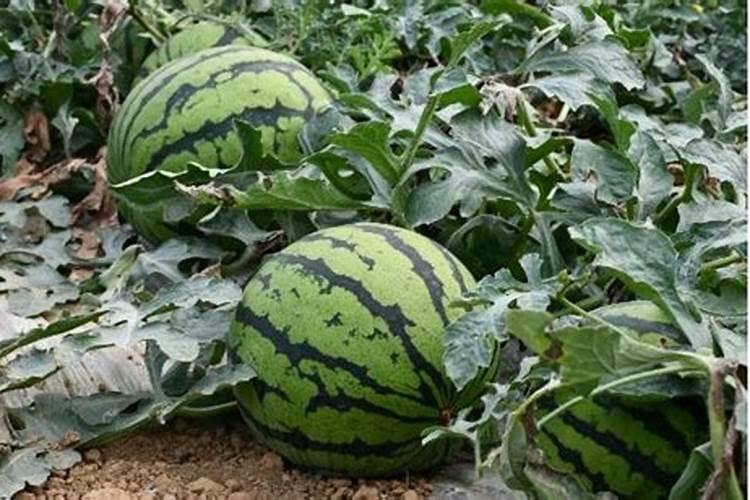 西瓜结果了需要施什么肥料