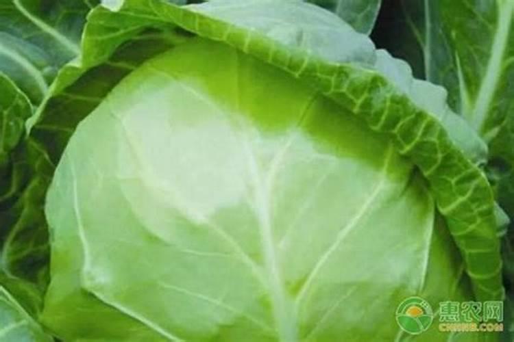 包菜施肥方法