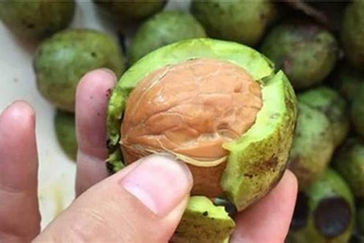 核桃那绿皮能不能给花当肥料