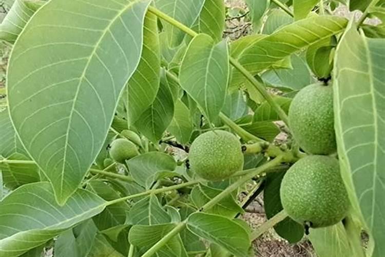 核桃皮可以做花的肥料吗