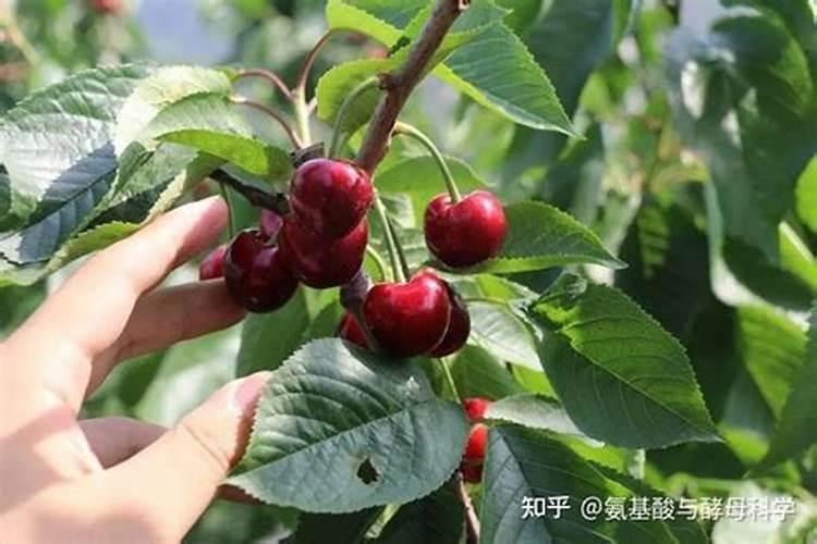 车厘子树长什么样