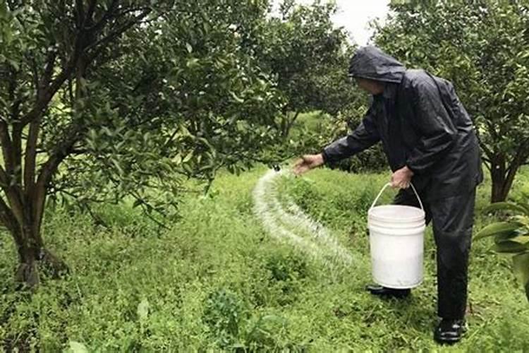 大樱桃花后什么时候可以冲水溶肥吗