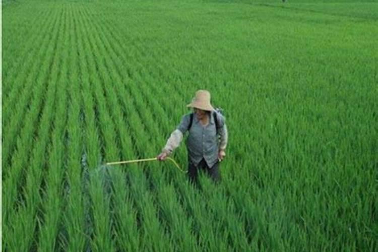 骨粉适合什么花当肥料、骨粉肥的注意事项