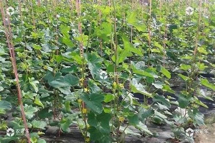 黄瓜追肥用什么肥料好