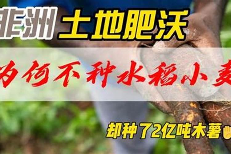 低洼地种什么果树好