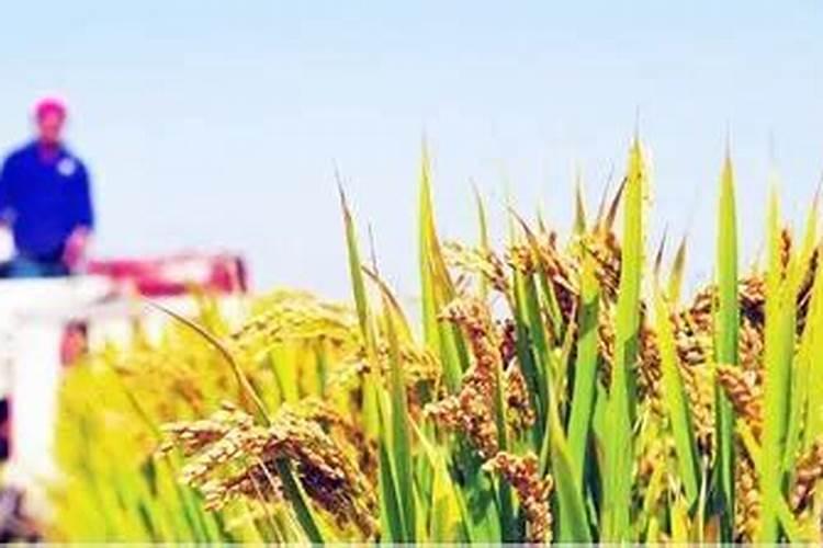 喷过量的叶面肥种植物会怎么样？