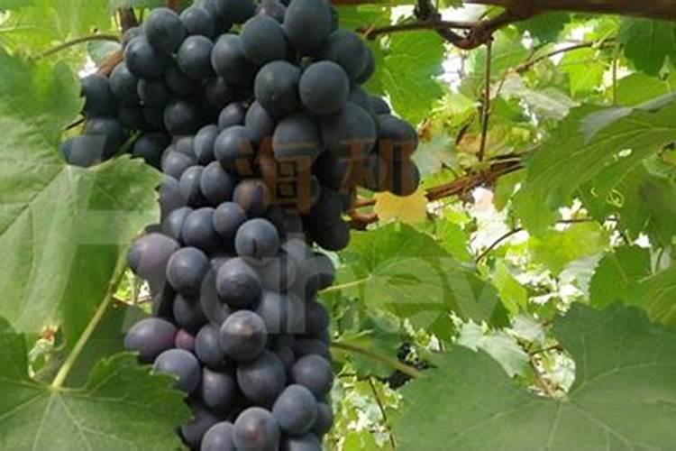 什么胺溶于稀盐酸