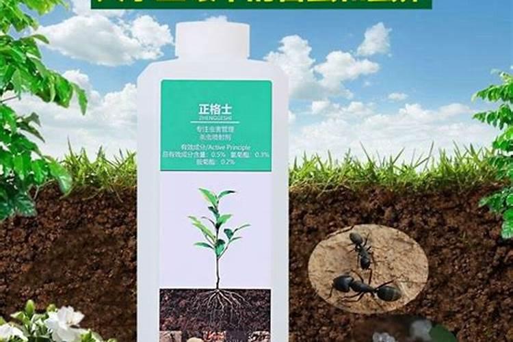 花盆里撒点它,肥的流油不生虫,不花钱的“万能肥”