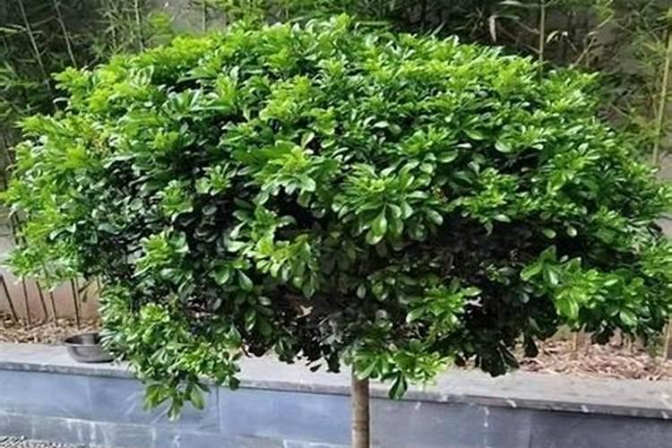 米兰花叶子一碰全掉还能活吗