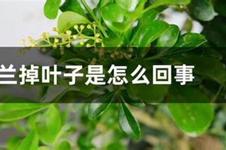 米兰怎么看肥施多了