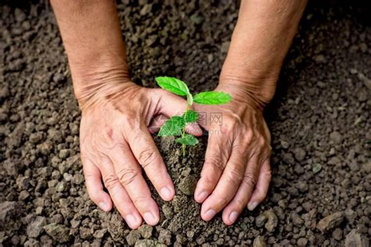 家里种花用什么肥料 家里种花用什么肥料好
