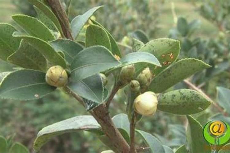 茶油林能用芸苔素磷酸二氢钾棚肥作叶面肥吗？