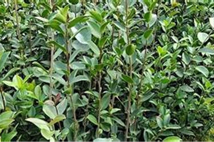 罗汉果的花叶病怎么治？
