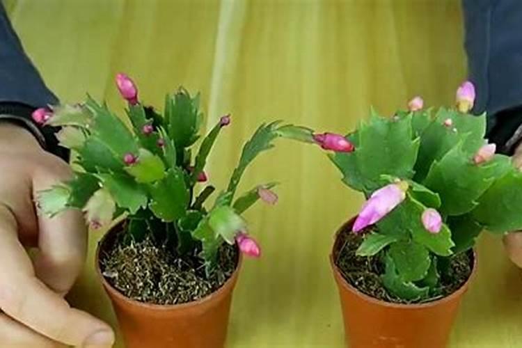 蟹爪兰施什么肥可以开花