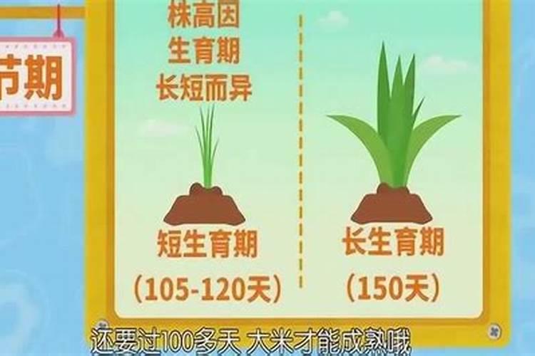 草木灰是什么肥料 草木灰有什么效果