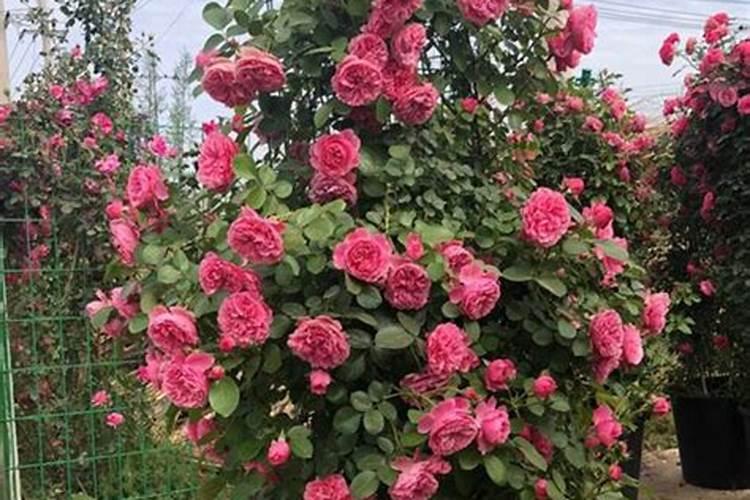 藤本月季花的养殖方法