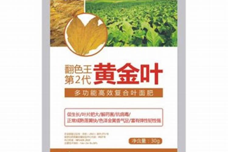 汉菜怎么会长芽虫