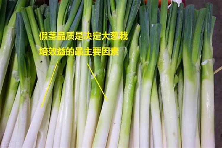 磷酸二氢钾可以灌根吗 磷酸二氢钾喷叶好还是灌根好