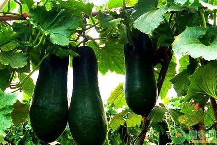 这样施肥,冬瓜瓜多瓜靓,瓜农乐开花