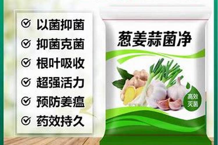 葱姜蒜先锋用在大蒜上什么阶段 喷洒最佳？