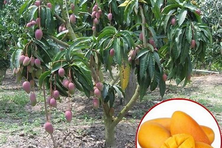 芒果用什么肥料能快速成长？施肥几次？