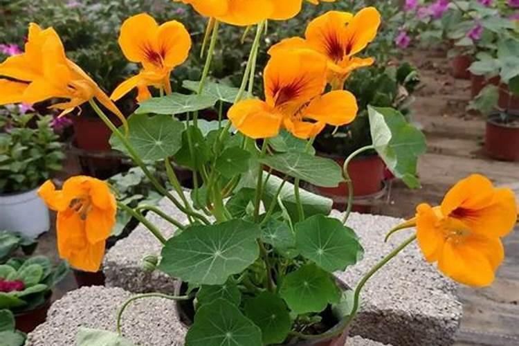 芸苔素能拌麦种吗