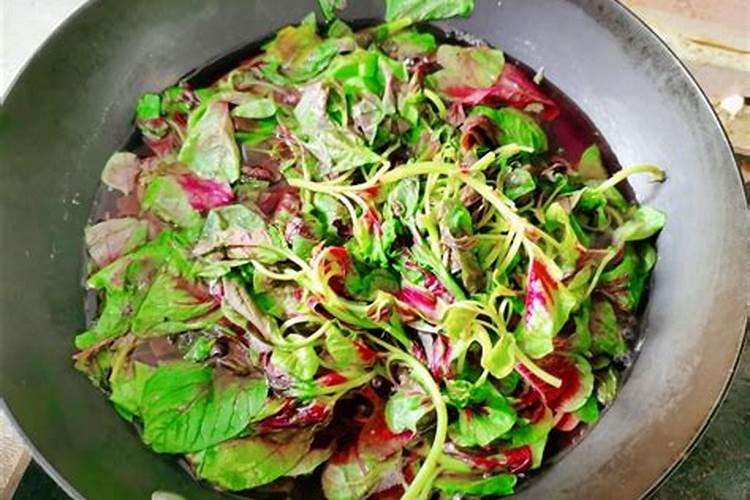 苋菜种子的种植方法