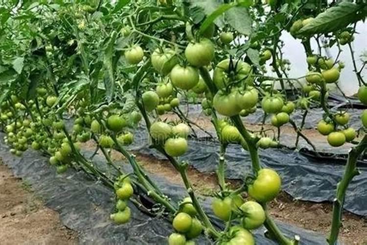 植物缺镁用什么肥料