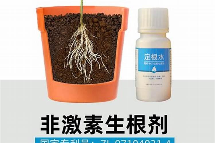 西红柿喜欢什么肥长得最好