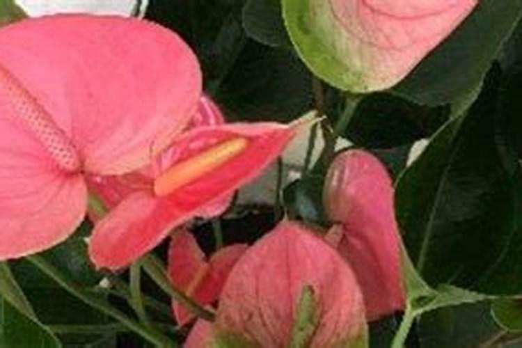 粉掌怎么施肥