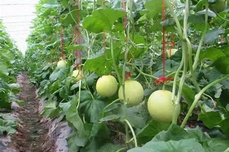 豇豆怎样施肥产量高(豇豆的施肥料时间及技术要点)