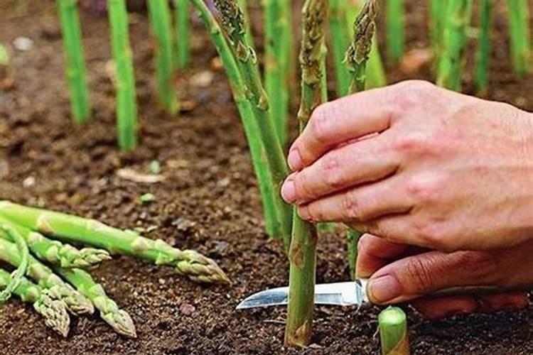 芦笋喜欢哪些肥料 适合芦笋的肥料品种