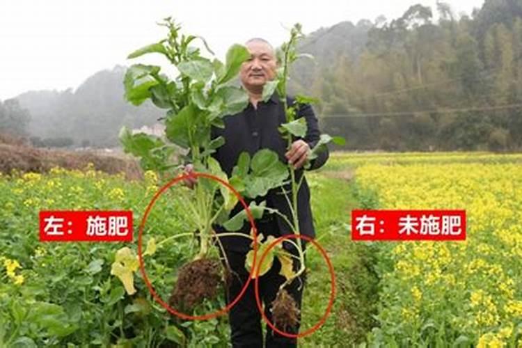 油菜叶面施肥时间及方法花卉百科
